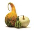 Vendita Zucche ornamentali on-line